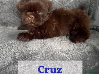Shih Tzu dogs - Advert 13