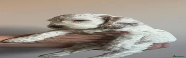 Cockapoo 5