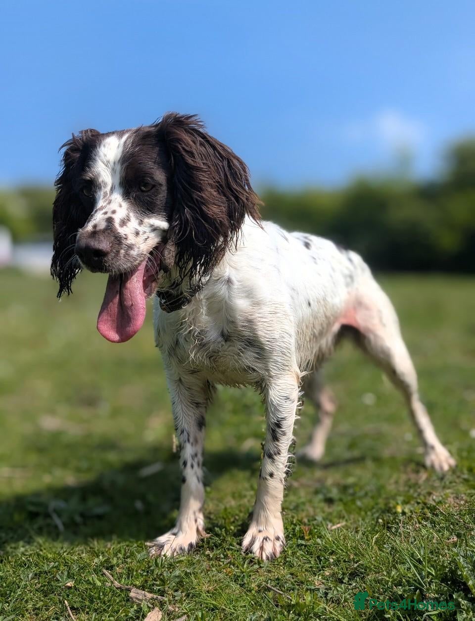 Sprocker dogs Five stunning Sprocker Spaniel Puppies - Advert 2