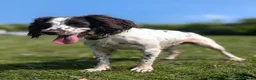 Sprocker dogs for sale: Five stunning Sprocker Spaniel Puppies - Advert 2