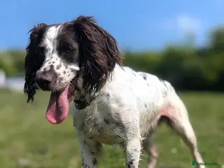 Sprocker dogs Five stunning Sprocker Spaniel Puppies - Advert 2