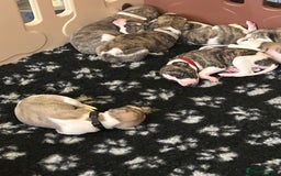 Whippet dogs for sale: A beautiful-well bred litter of small whippets  - Image 14