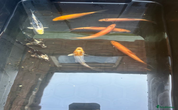 Koi Carp fish - Advert 4