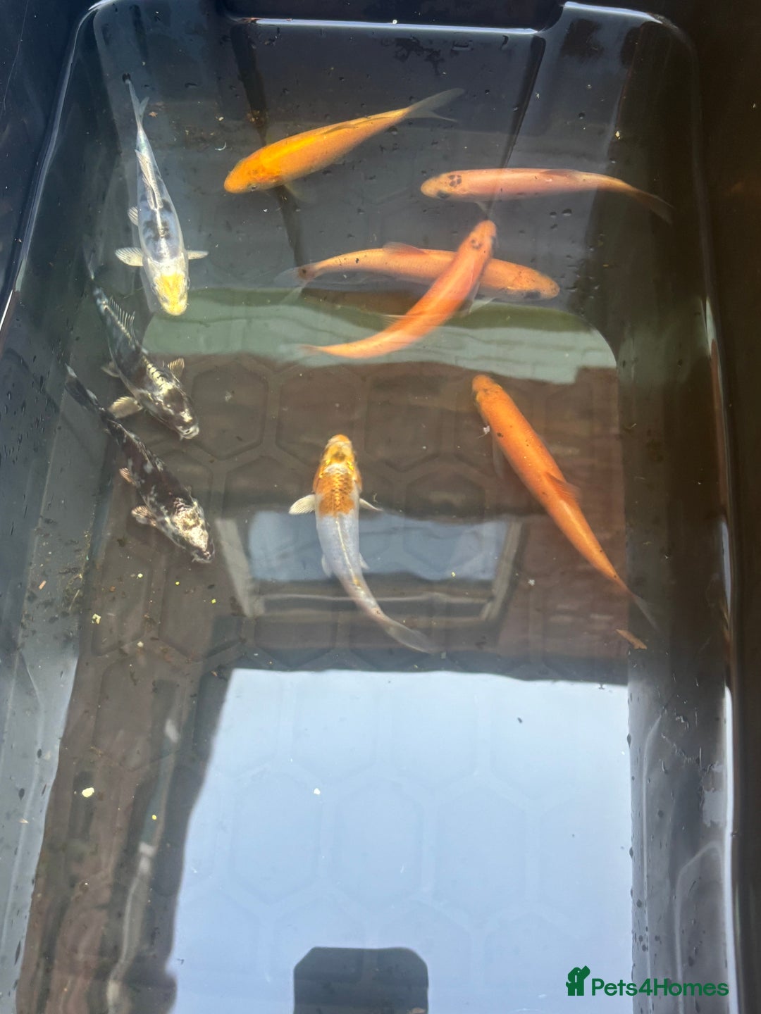 Koi Carp fish for sale: 5 koi and 4 golden orfes  - Image 1