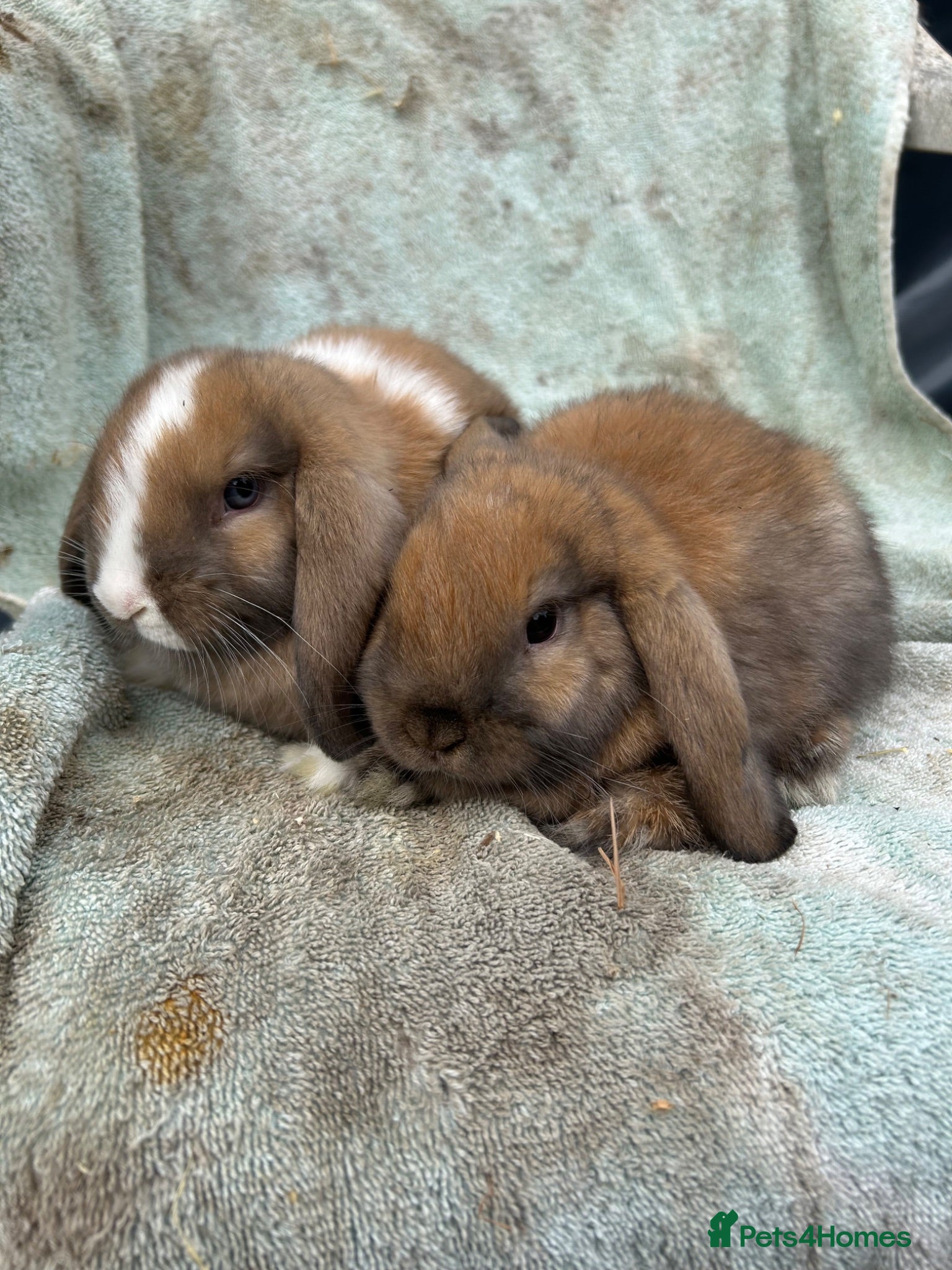 Mini Lop rabbits Mini lops - Advert 15