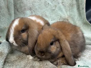 Mini Lop rabbits Mini lops - Advert 1