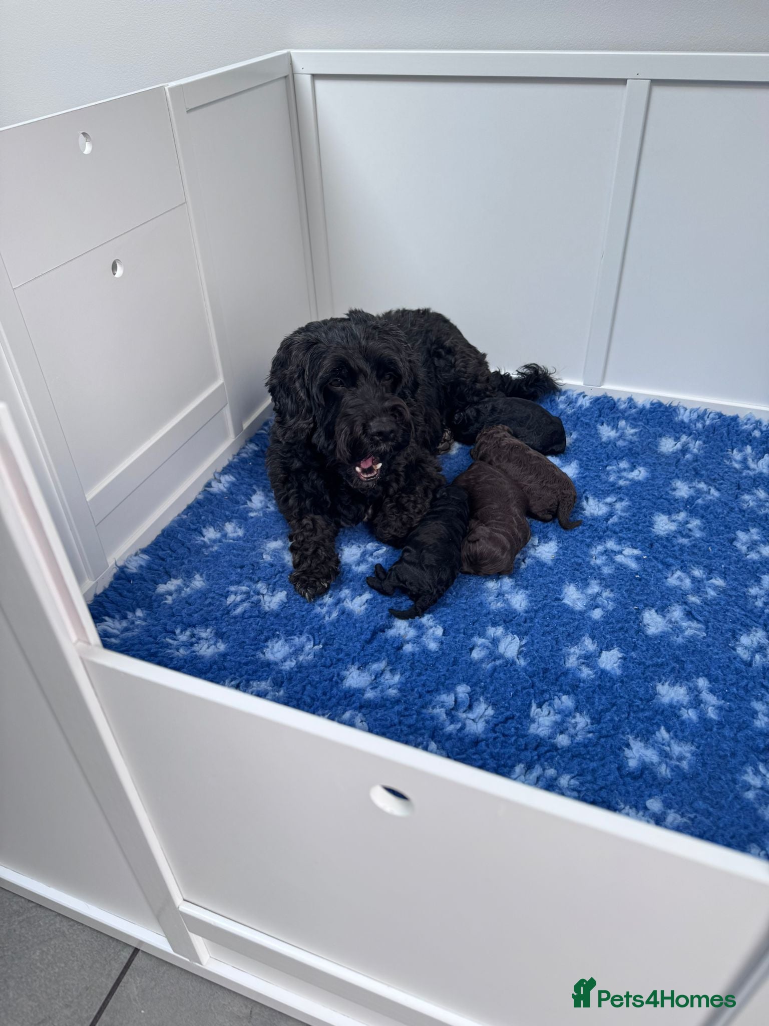 Sproodle dogs Gorgeous Sproodle puppies F1B - Advert 2