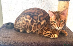 Bengal cats for sale: Brown rosetted male bengal kitten - Image 5