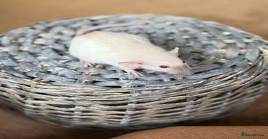 Rat rodents - Advert 2