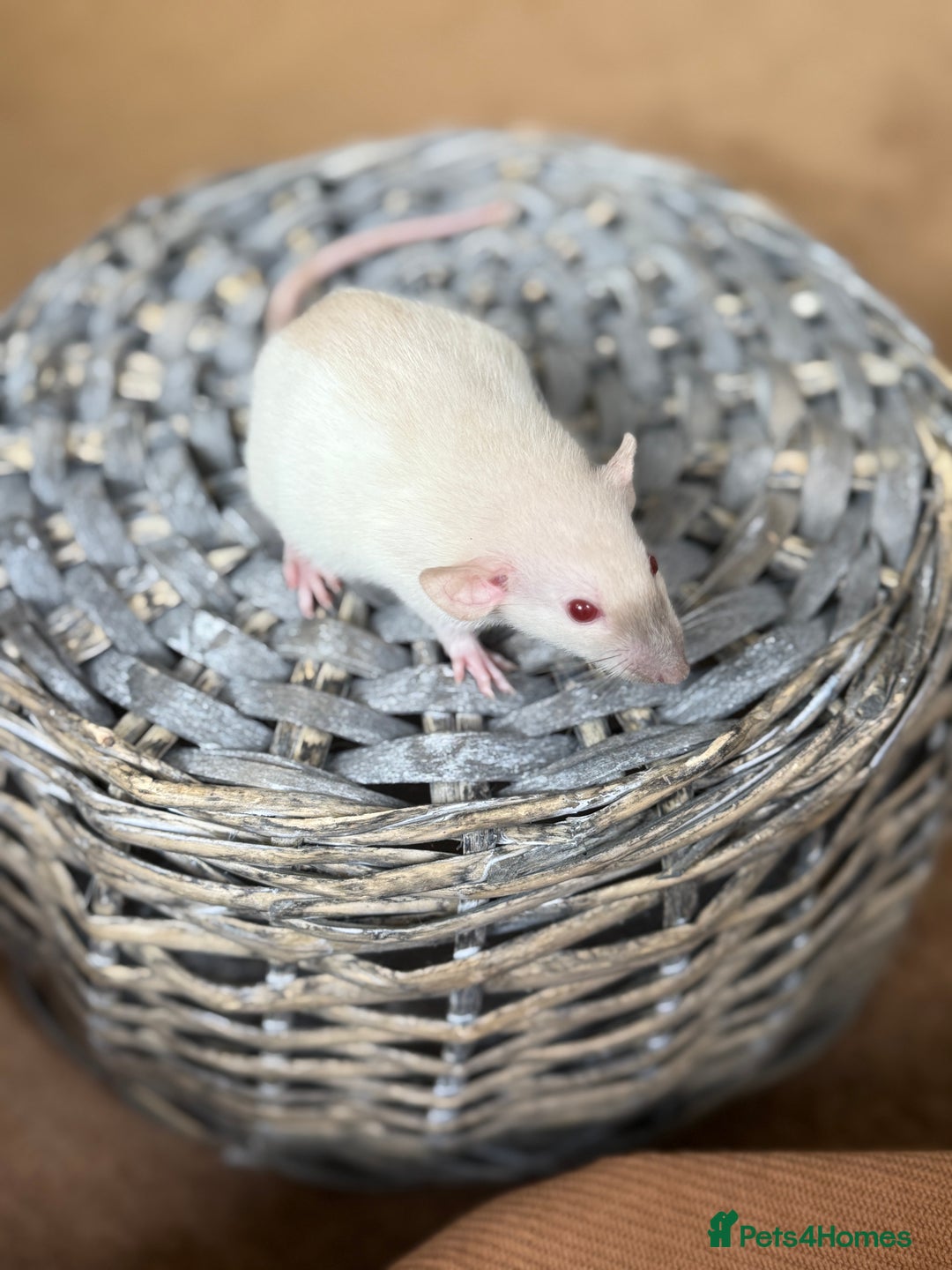 Rat rodents for sale: Ready to leave. Dumbo. Rex. Siamese.  - Image 2