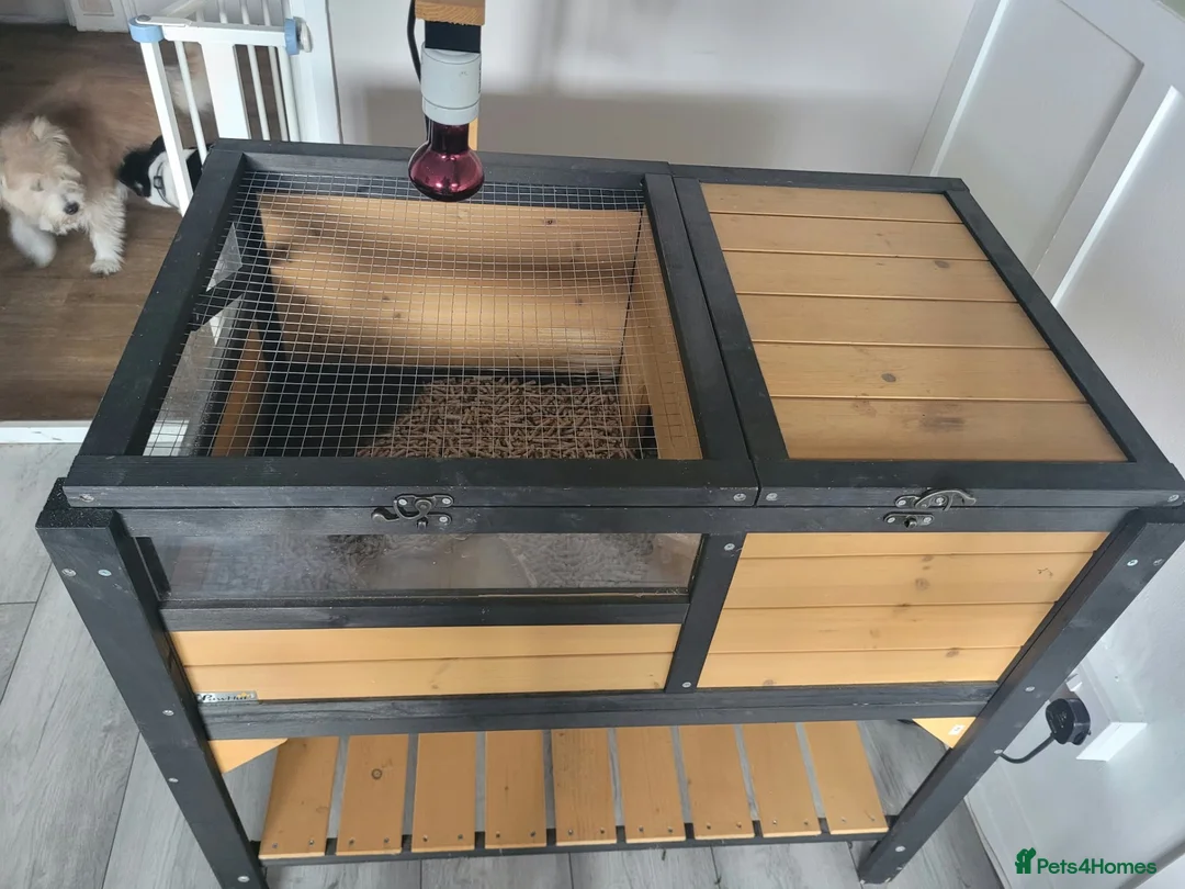 Tortoise reptiles for sale: tortoises & enclosure  in Milton Keynes - Advert 5