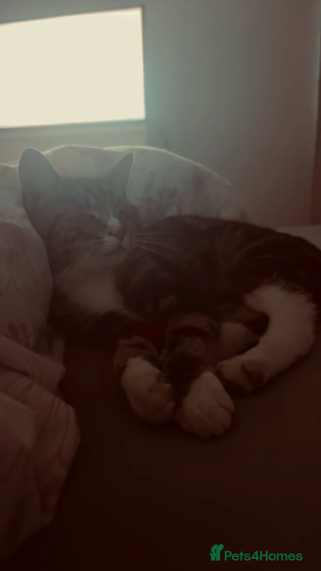 Mixed Breed cats for sale: Male cat called Teddy in Ilkeston - Advert 3