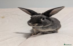Mixed Breed rabbits for sale: New seller of rabbits - Image 9