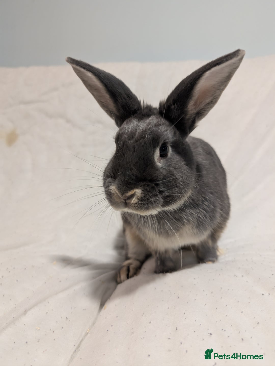 Mixed Breed rabbits for sale: New seller of rabbits - Image 9