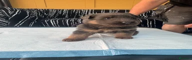 German Shepherd Puppy 1