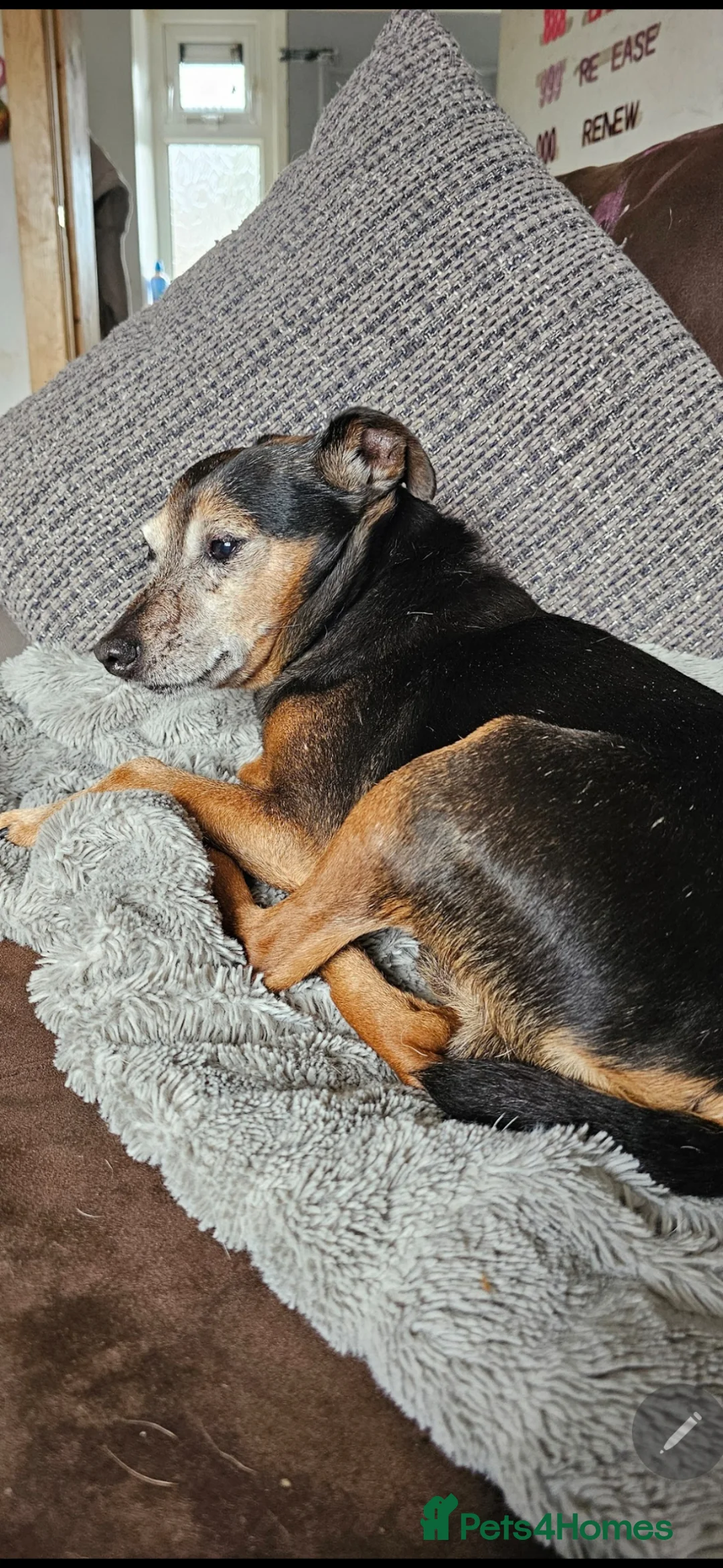 Jack Russell dogs for sale: Mr. Colin  - Advert 2