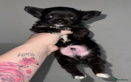 Chihuahua dogs for sale: Long coat Chihuahua puppies - Image 18