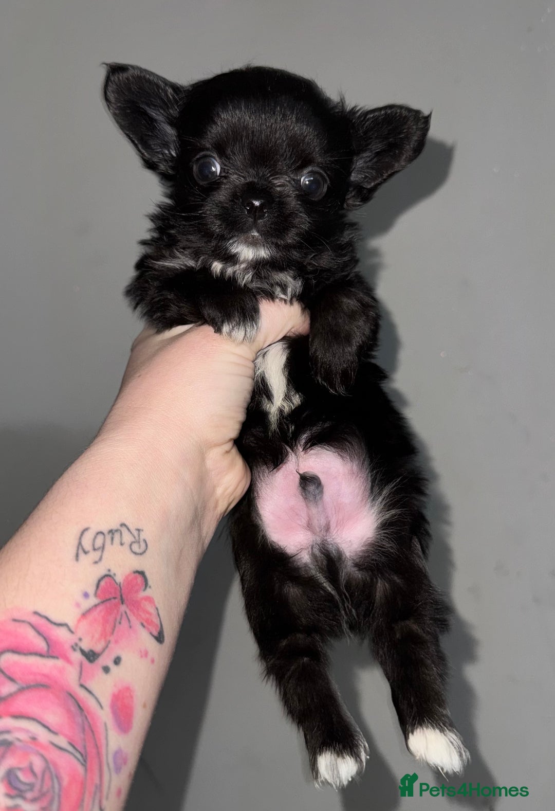 Chihuahua dogs for sale: Long coat Chihuahua puppies - Image 18