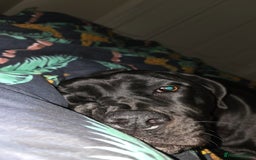 Cane Corso dogs for sale: Female Cane Corso, 16 months old - Image 3