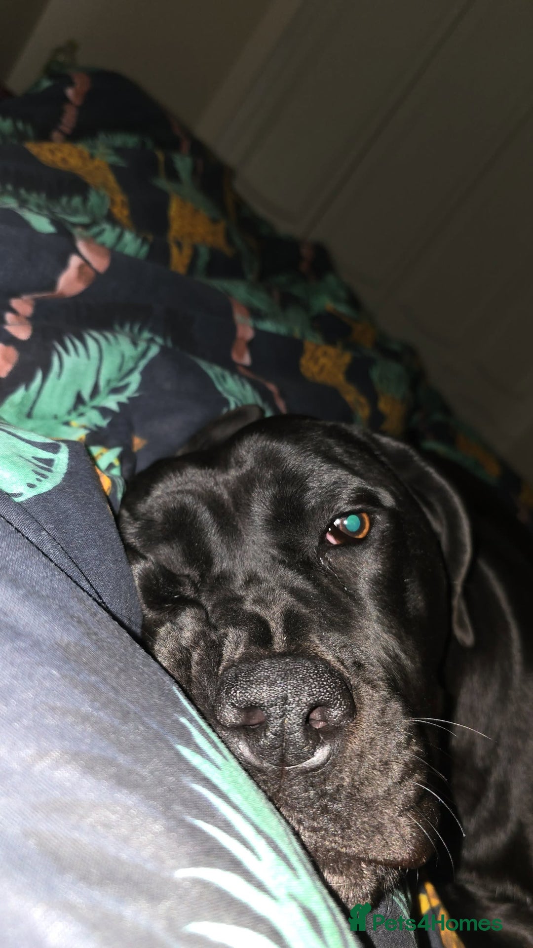 Cane Corso dogs for sale: Female Cane Corso, 16 months old - Image 3