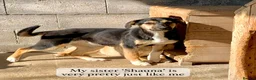 Mixed Breed dogs for adoption: Shannon, 6 months approx, Available for adoption. in Brixham - Advert 4