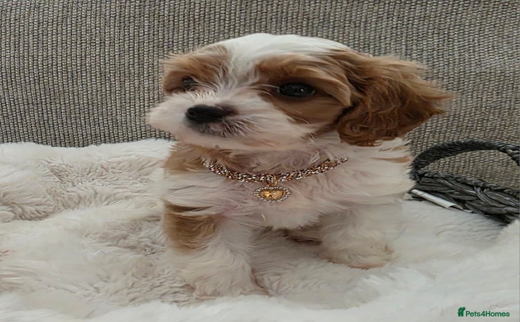 Cavapoo dogs - Advert 6