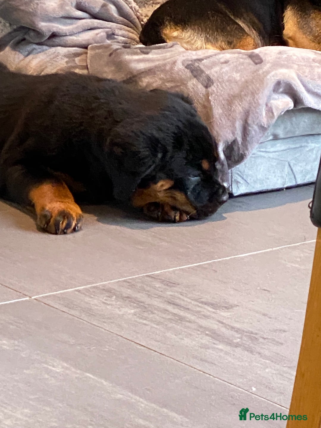 Rottweiler dogs for sale: KC Reg Rottweiler  - Image 10
