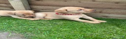 Labrador Retriever dogs for sale: KC registered Fox Red Labrador Puppies - Advert 9