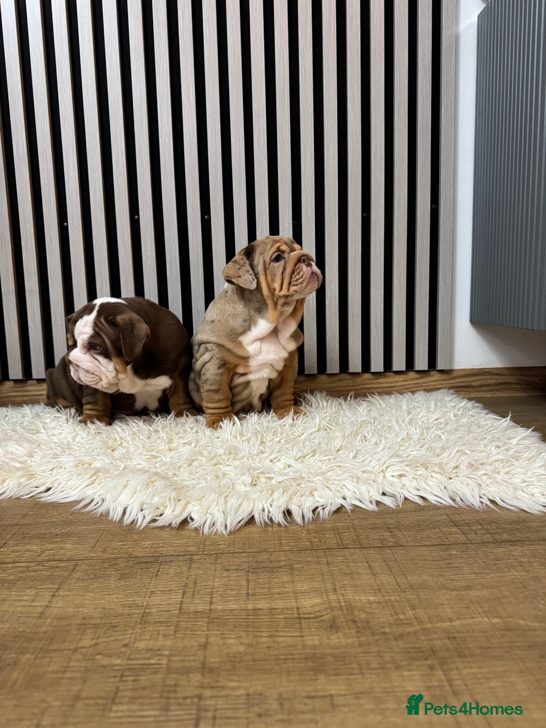 English Bulldog dogs for sale: Our girls looking for a warm sofa and full love ❤️ - Advert 11