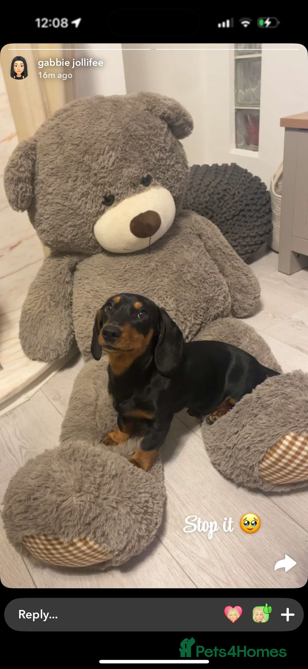 Dachshund dogs for sale: Kenny - Advert 4