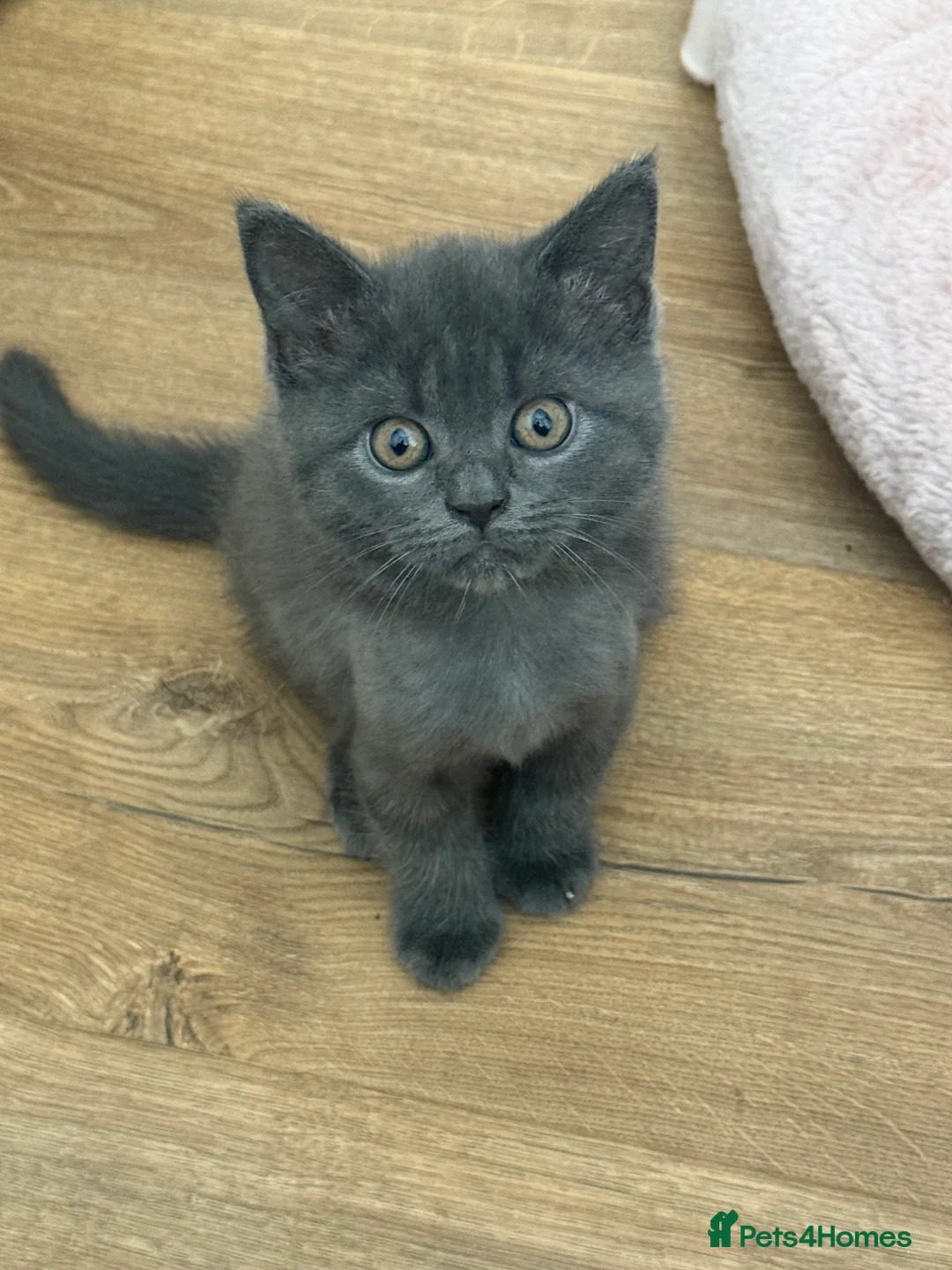 British Shorthair cats for sale: British Shorthair Mix - Advert 1