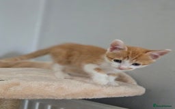 Mixed Breed cats for sale: 5 Kittens LEFT! Friendly and Lovable - Image 11