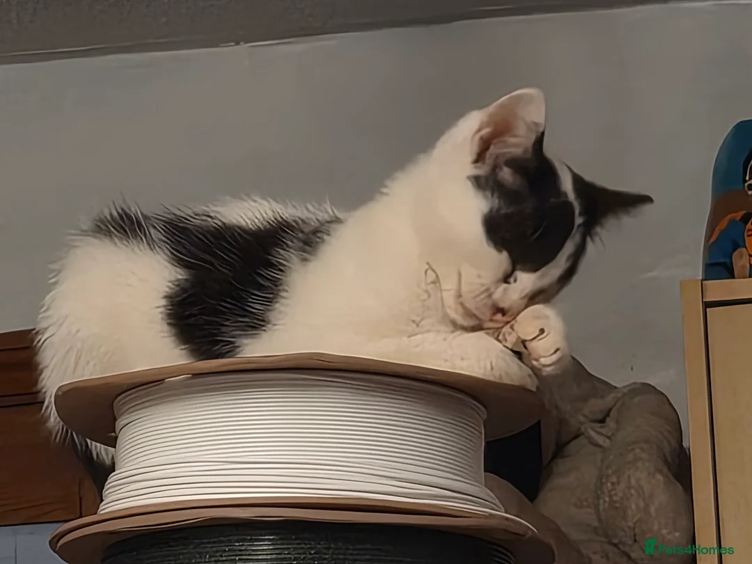 Mixed Breed cats for sale: Cheeky harlequin kittens - Advert 15