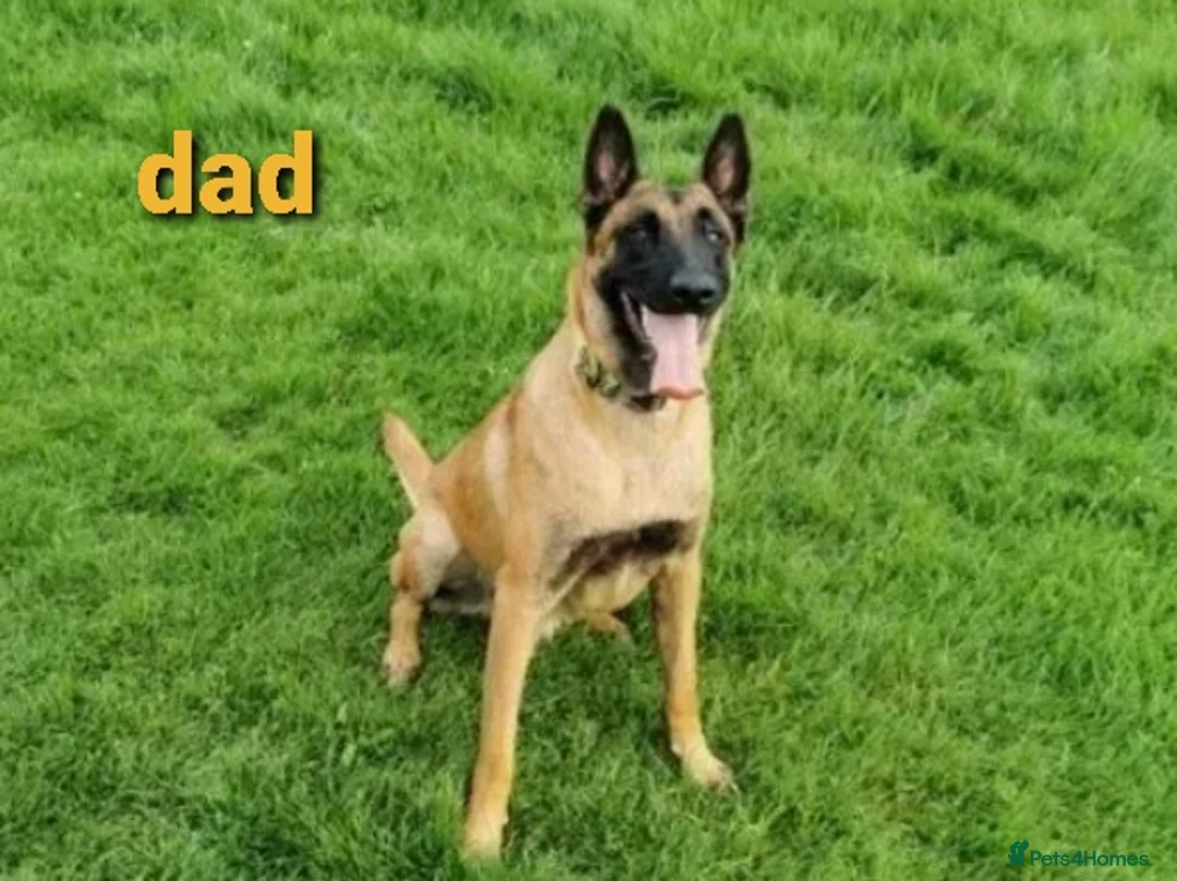 Belgian Shepherd Dog dogs for stud: Belgian Shepherd Dog For Stud in Cheltenham - Advert 6