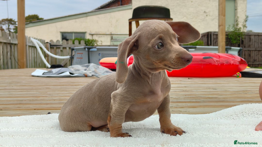Miniature Dachshund dogs for sale: Outstanding Tweedle True Miniatures - Image 2