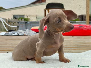 Miniature Dachshund dogs Outstanding Tweedle True Miniatures - Advert 3