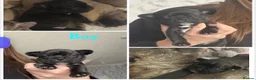 French Bulldog dogs for sale: 3 quarters frenchie quarter staff in Wokingham - Advert 6