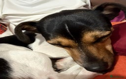 Jack Russell dogs for sale: Mini Jack Russel female - Image 5