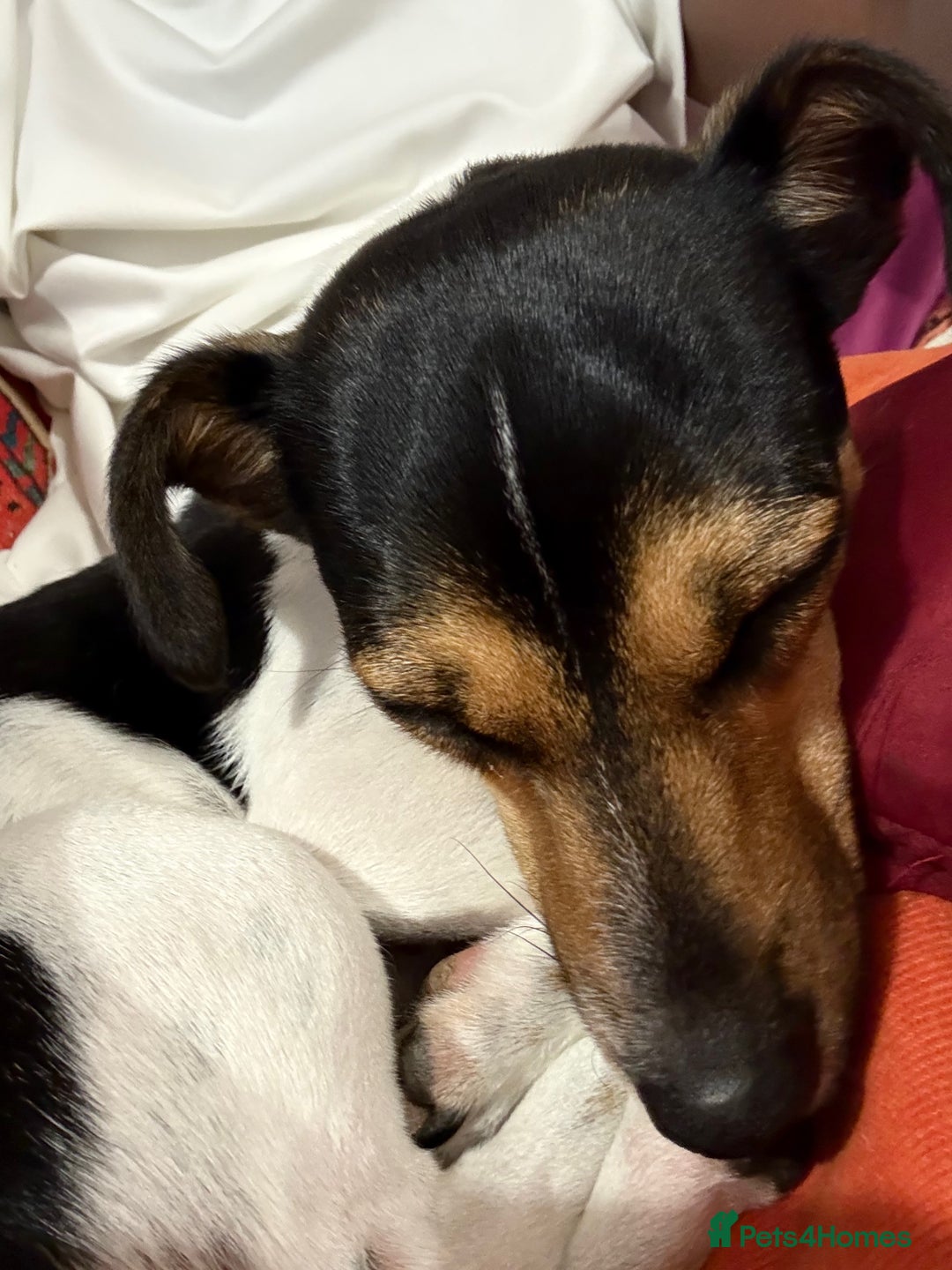 Jack Russell dogs for sale: Mini Jack Russel female - Image 5