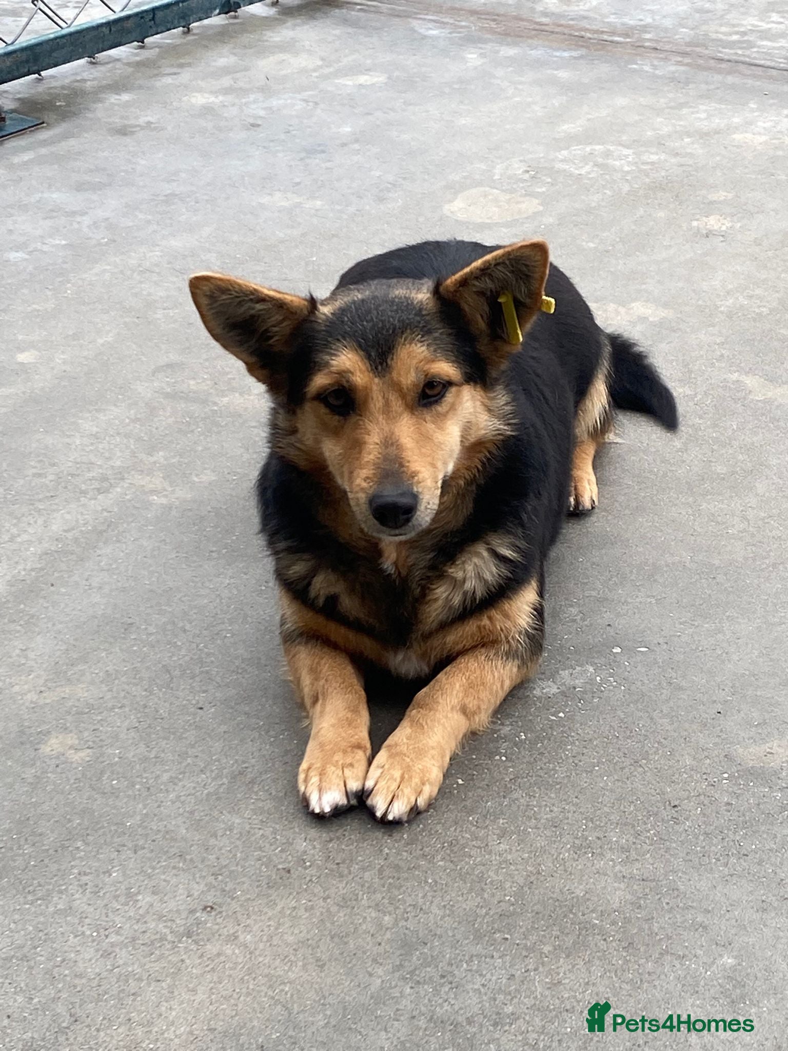 Mixed Breed dogs Rolly Rose, 4 yrs approx. Available for adoption. - Advert 2