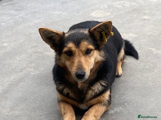 Mixed Breed dogs Rolly Rose, 4 yrs approx. Available for adoption. - Advert 2