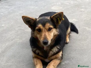 Mixed Breed dogs Rolly Rose, 4 yrs approx. Reserved STC 🤗 - Advert 14