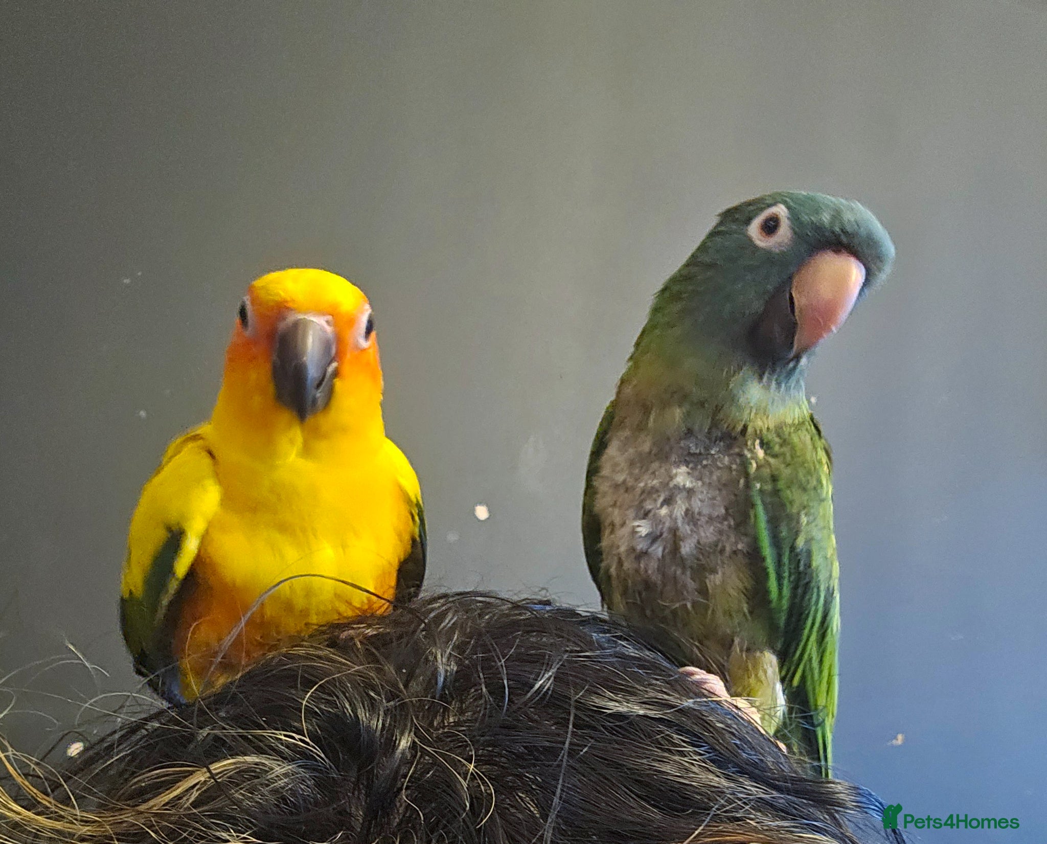 Conures birds for sale: Blue crown, sun conure, green cheeks  - Advert 5