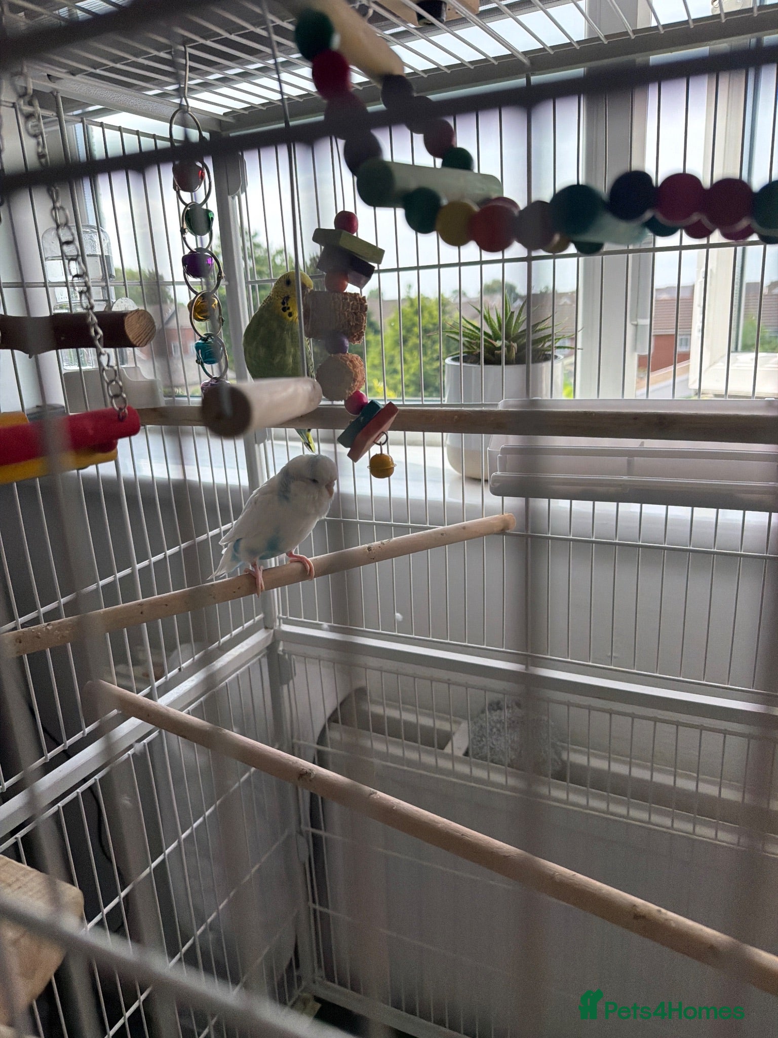 Canaries birds 2 budgies birds 1 female 1 male  - Advert 1