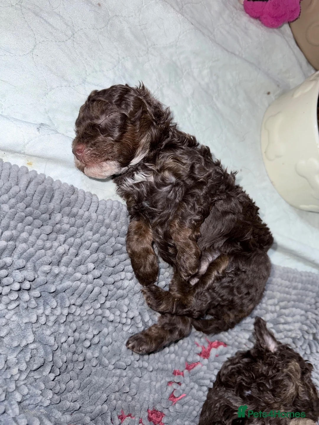 Toy Poodle dogs for sale: Brown Phantom Kc reg toy poodle DNA CLEAR - Advert 1