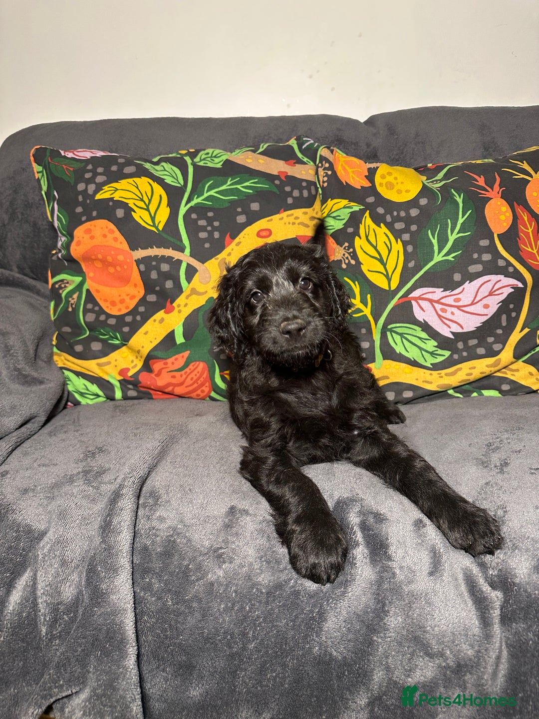 Goldendoodle dogs for sale: Black Phantom Goldendoodles Ready For A New Home! - Advert 27