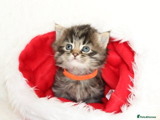 Mixed Breed cats Beautiful Kittens - Advert 5