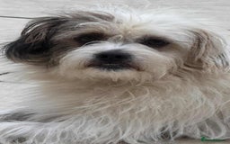 Mixed Breed dogs for adoption: 🐾 Ary 🐾 - Advert 5