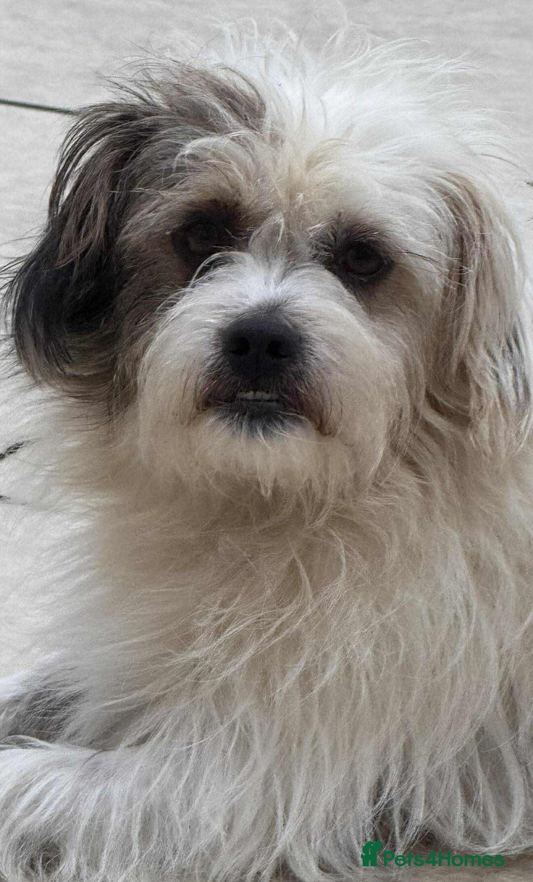 Mixed Breed dogs for adoption: 🐾 Ary 🐾 - Advert 5