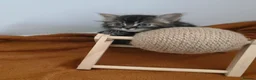 Persian cats for sale: Persian/Marine Coon  in Dunstable - Advert 5